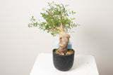 10 発根済  commiphora humbertii　コミフォラ フンベルティ