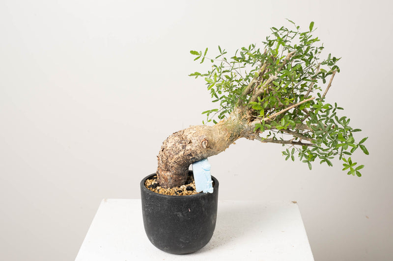 10 発根済  commiphora humbertii　コミフォラ フンベルティ