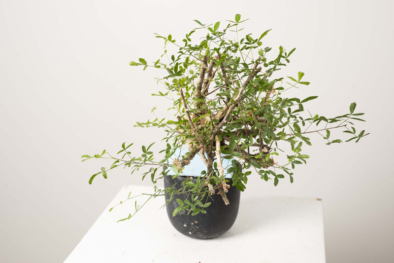 10 発根済  commiphora humbertii　コミフォラ フンベルティ