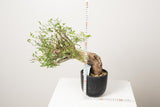 10 発根済  commiphora humbertii　コミフォラ フンベルティ