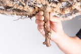 i222 - コミフォラ エイル Commiphora sp. somalia eyl