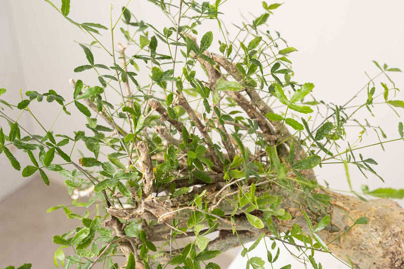 10 発根済  commiphora humbertii　コミフォラ フンベルティ