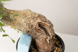 10 発根済  commiphora humbertii　コミフォラ フンベルティ