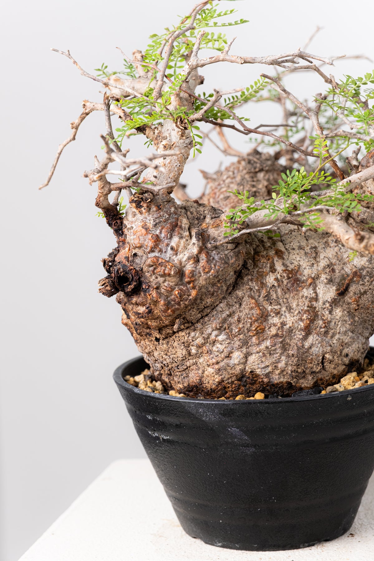 オペルクリカリア・パキプス / OPERCULICARYA PACHYPUS – KOMO