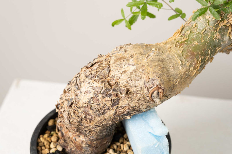 10 発根済  commiphora humbertii　コミフォラ フンベルティ
