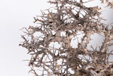i223- コミフォラ エイル Commiphora sp. somalia eyl