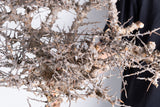 i223- コミフォラ エイル Commiphora sp. somalia eyl