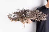 i223- コミフォラ エイル Commiphora sp. somalia eyl