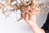i223- コミフォラ エイル Commiphora sp. somalia eyl