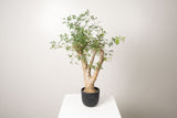 13 発根済  commiphora humbertii　コミフォラ フンベルティ