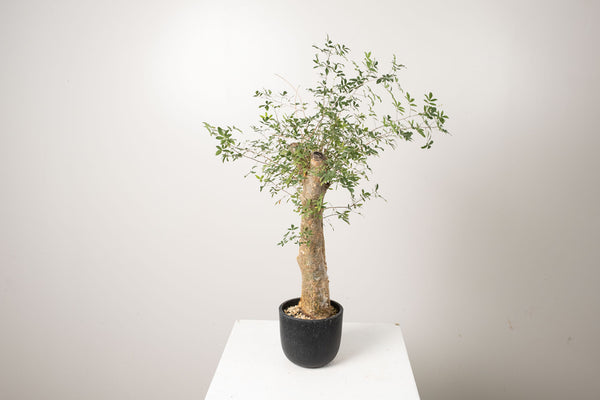 13 発根済  commiphora humbertii　コミフォラ フンベルティ