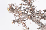 i224- コミフォラ エイル Commiphora sp. somalia eyl