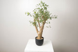13 発根済  commiphora humbertii　コミフォラ フンベルティ
