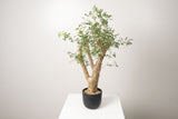13 発根済  commiphora humbertii　コミフォラ フンベルティ