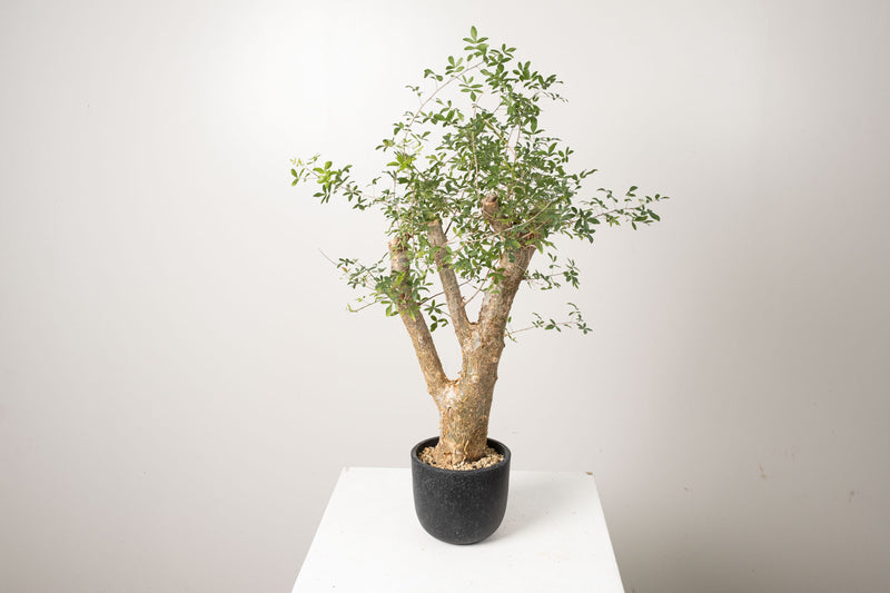 13 発根済  commiphora humbertii　コミフォラ フンベルティ