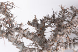 i224- コミフォラ エイル Commiphora sp. somalia eyl