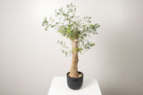 13 発根済  commiphora humbertii　コミフォラ フンベルティ