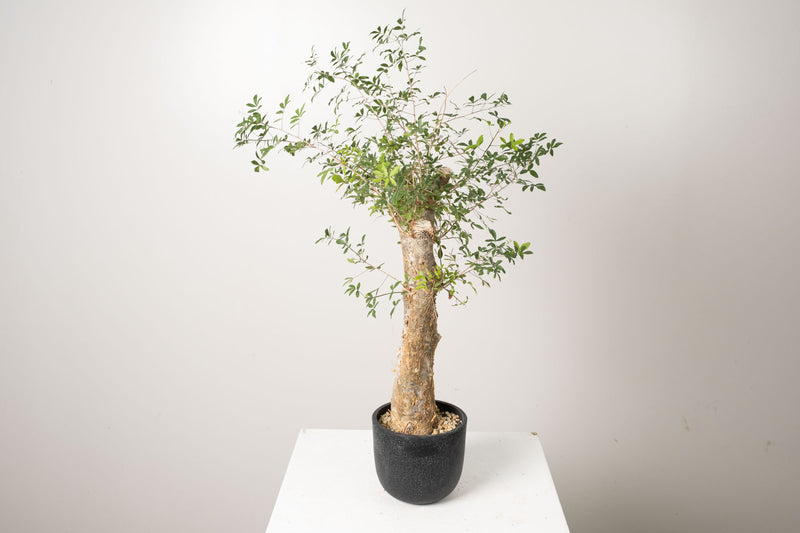 13 発根済  commiphora humbertii　コミフォラ フンベルティ