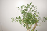 13 発根済  commiphora humbertii　コミフォラ フンベルティ