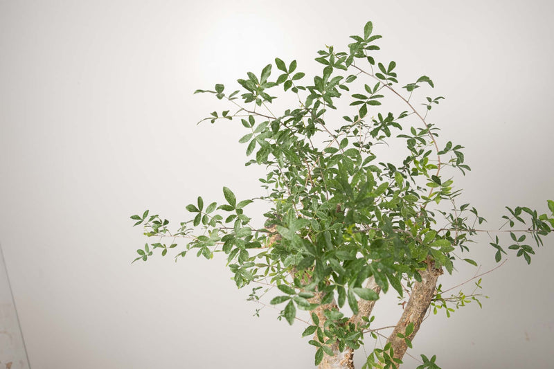 13 発根済  commiphora humbertii　コミフォラ フンベルティ