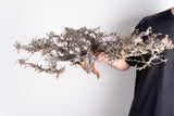 i224- コミフォラ エイル Commiphora sp. somalia eyl