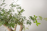 13 発根済  commiphora humbertii　コミフォラ フンベルティ