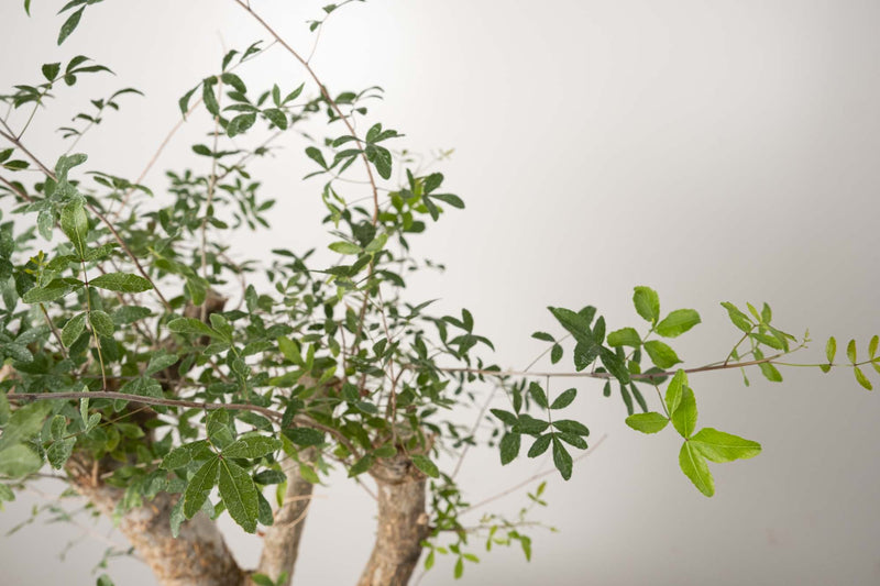 13 発根済  commiphora humbertii　コミフォラ フンベルティ