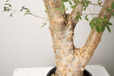 13 発根済  commiphora humbertii　コミフォラ フンベルティ