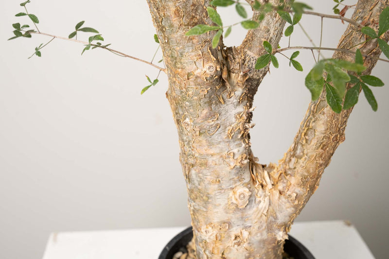 13 発根済  commiphora humbertii　コミフォラ フンベルティ
