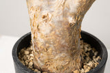 13 発根済  commiphora humbertii　コミフォラ フンベルティ