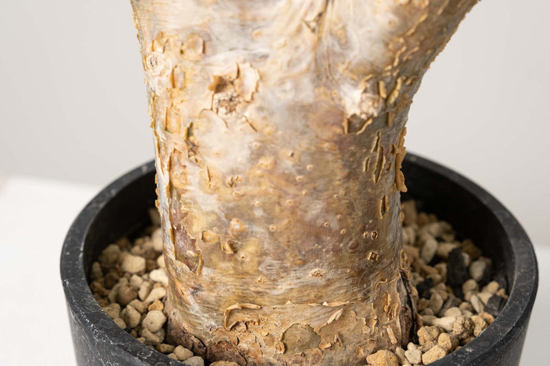 13 発根済  commiphora humbertii　コミフォラ フンベルティ