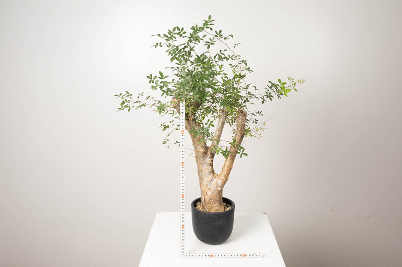 13 発根済  commiphora humbertii　コミフォラ フンベルティ