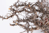i225- コミフォラ エイル Commiphora sp. somalia eyl