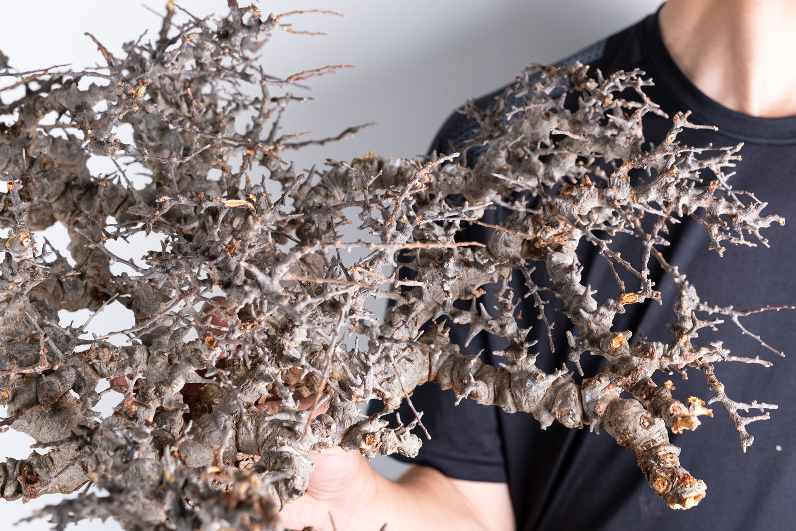i225- コミフォラ エイル Commiphora sp. somalia eyl – KOMO