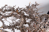 i225- コミフォラ エイル Commiphora sp. somalia eyl