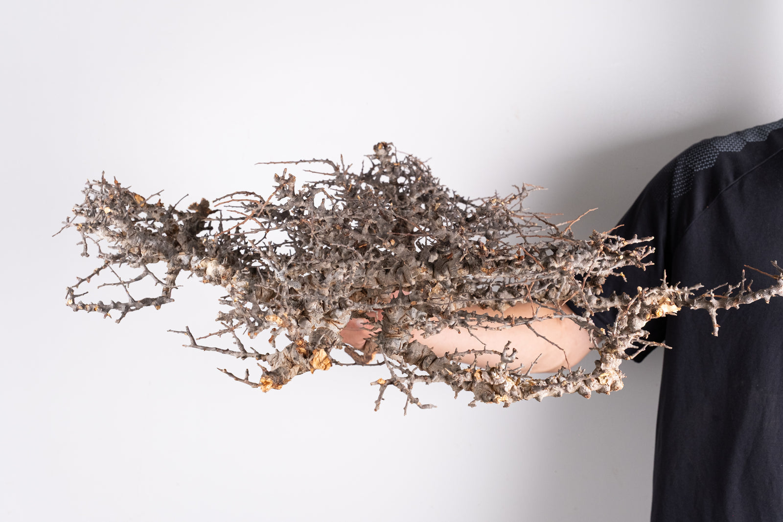 i225- コミフォラ エイル Commiphora sp. somalia eyl – KOMO