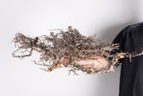 i225- コミフォラ エイル Commiphora sp. somalia eyl