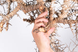 i225- コミフォラ エイル Commiphora sp. somalia eyl
