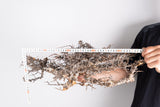 i225- コミフォラ エイル Commiphora sp. somalia eyl