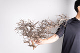 i226- コミフォラ エイル Commiphora sp. somalia eyl