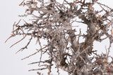 i226- コミフォラ エイル Commiphora sp. somalia eyl