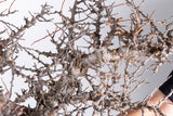 i226- コミフォラ エイル Commiphora sp. somalia eyl