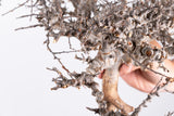 i226- コミフォラ エイル Commiphora sp. somalia eyl