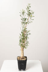 50 発根済  commiphora humbertii　コミフォラ フンベルティ