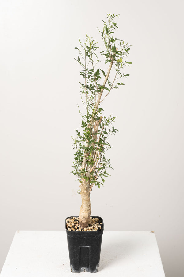 50 発根済  commiphora humbertii　コミフォラ フンベルティ