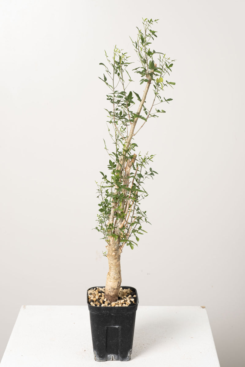 50 発根済  commiphora humbertii　コミフォラ フンベルティ