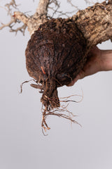 T10 - オペルクリカリアパキプス 現地発根株