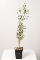 50 発根済  commiphora humbertii　コミフォラ フンベルティ