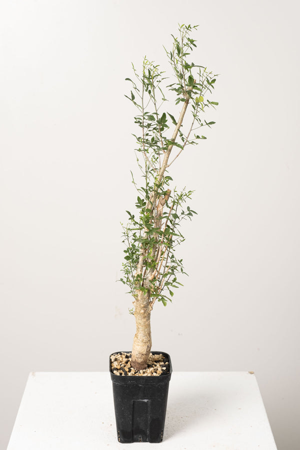 50 発根済  commiphora humbertii　コミフォラ フンベルティ