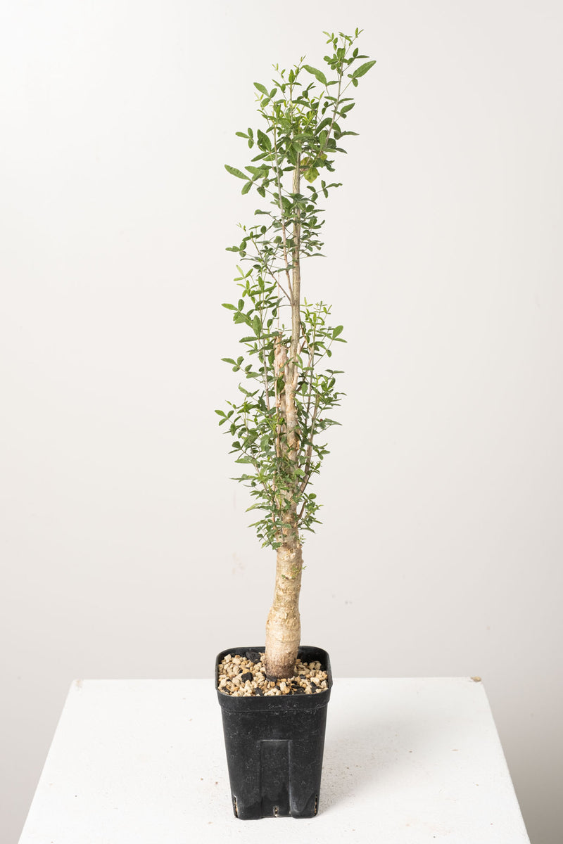 50 発根済  commiphora humbertii　コミフォラ フンベルティ